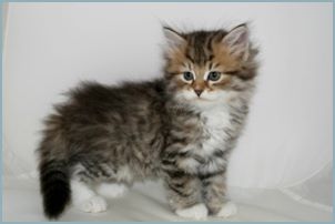 Male Siberian Kitten from Deedlebug Siberians